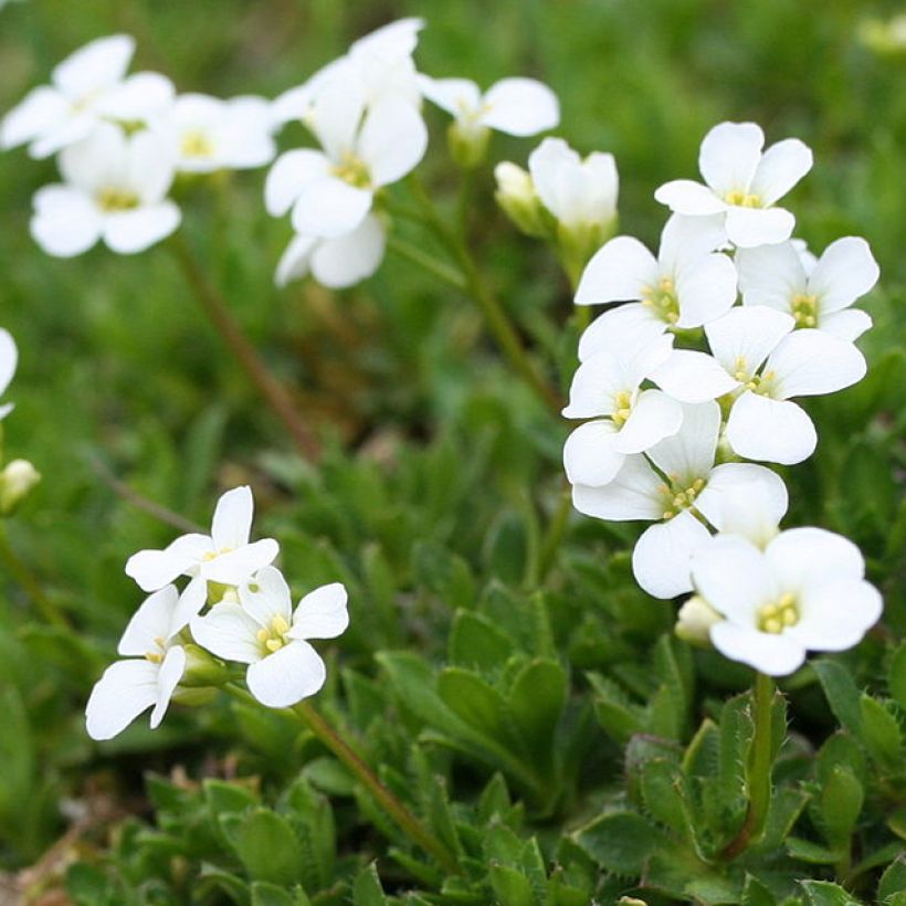 Arabis scopoliana (Flowering)