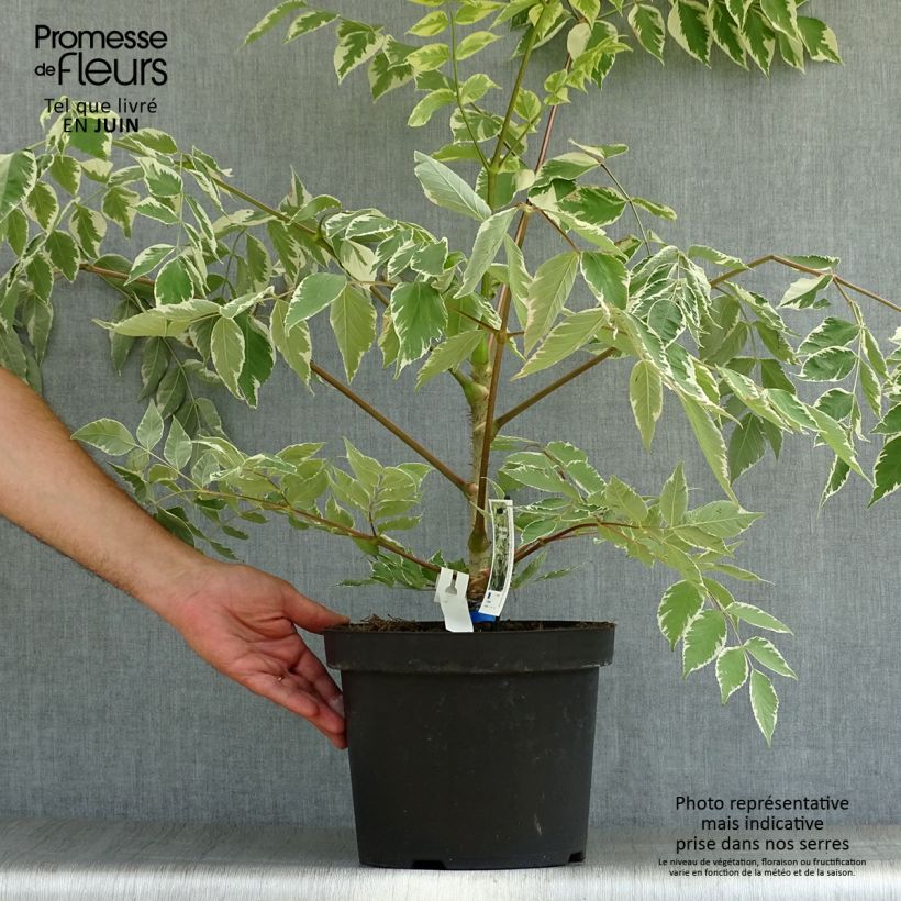 Aralia elata Silver Umbrella (Variegata) - Angélique en arbre Pot de 7,5L/10L sample as delivered in summer