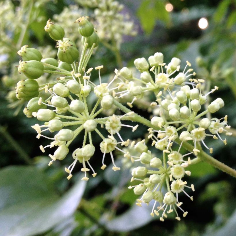 Aralia spinosa (Flowering)
