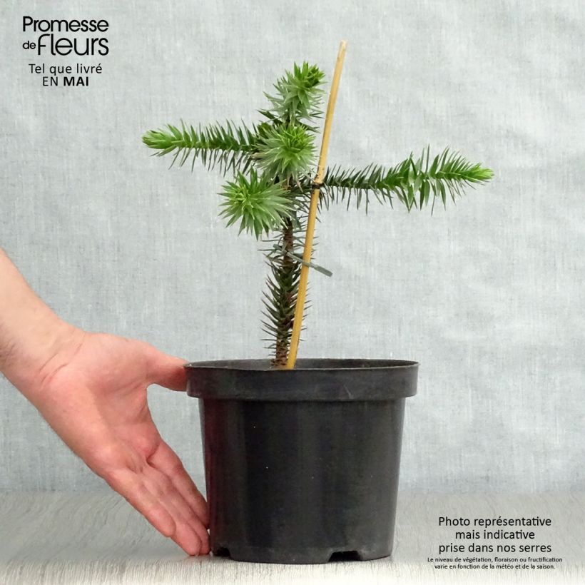 Araucaria araucana - Monkey Puzzle sample as delivered in spring