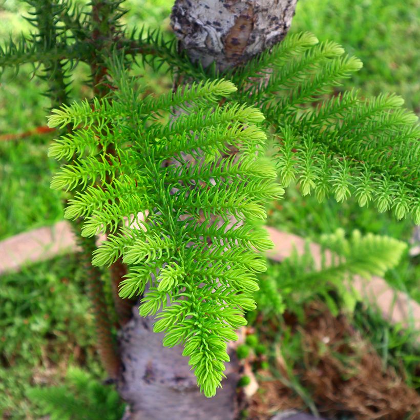 Araucaria heterophylla - Norfolk Island pine (Foliage)