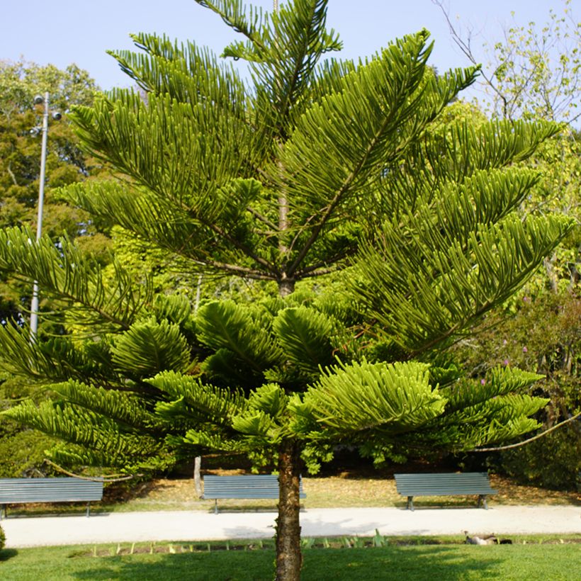 Araucaria heterophylla - Norfolk Island pine (Plant habit)