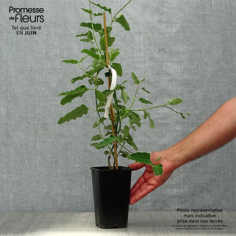 Araujia sericifera Alba 1L/1.5L pot sample as delivered in summer