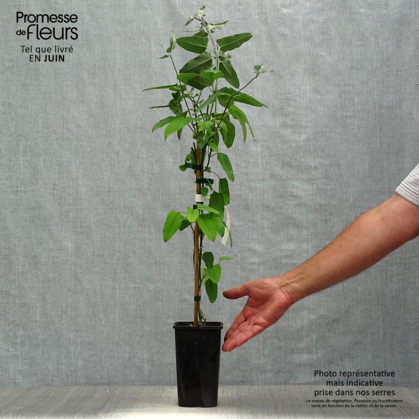 Araujia sericifera Rosea 1.5L/2L pot sample as delivered in summer