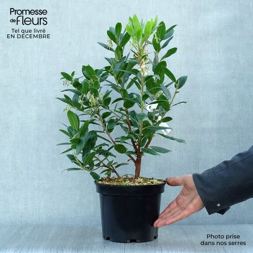 Arbutus unedo Atlantic - Arbousier Pot de 4L/5L sample as delivered in winter