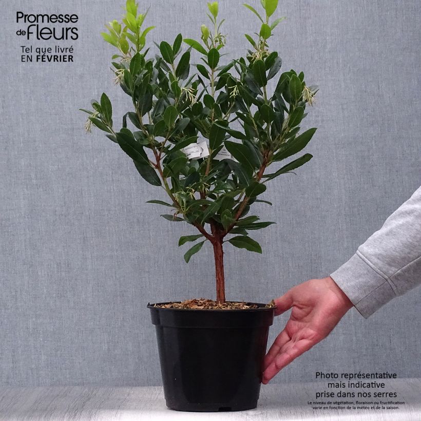 Arbutus unedo Atlantic - Arbousier Pot de 4L/5L sample as delivered in autumn