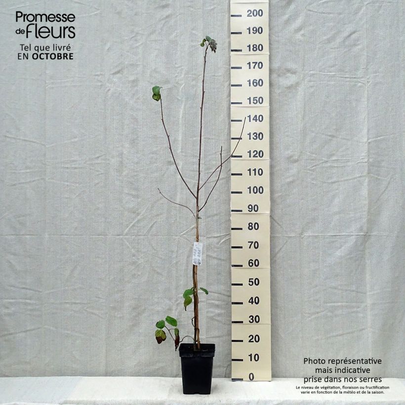 Davidia involucrata - Dove Tree 4L/5L pot sample as delivered in autumn