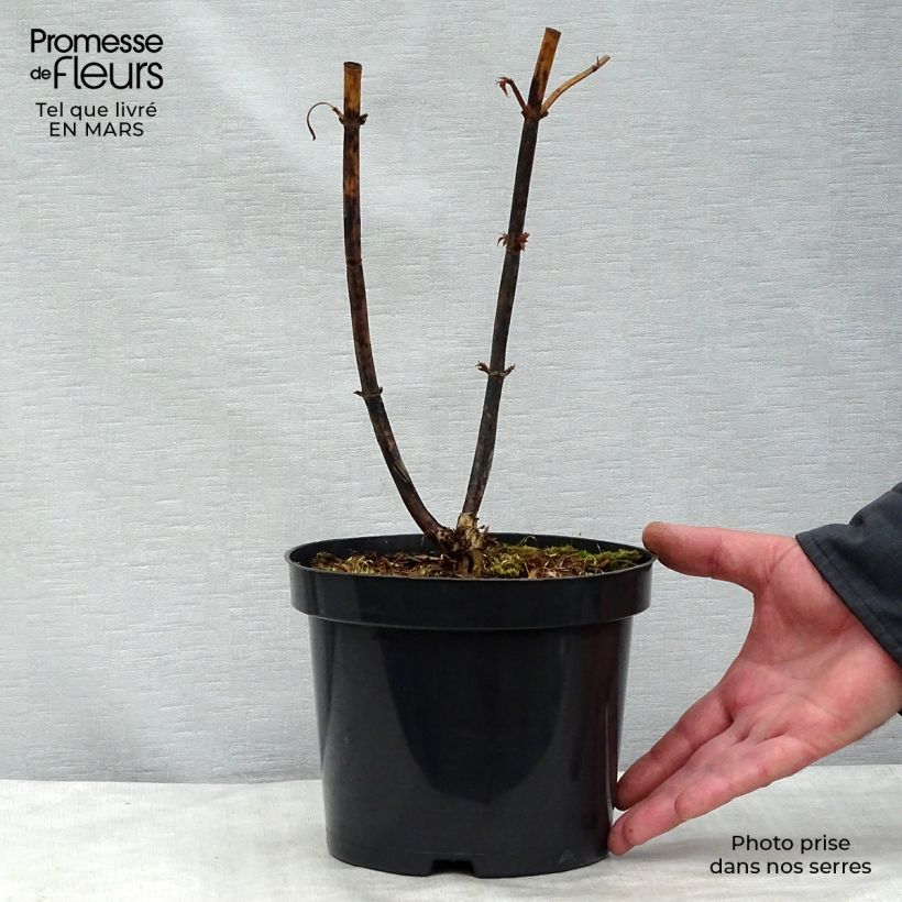 Arbre aux faisans - Leycesteria formosa en pot de 2L/3L sample as delivered in winter