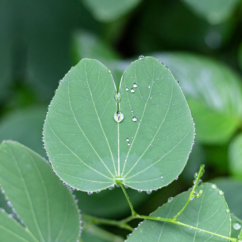Bauhinia purpurea - Orchid tree (Foliage)