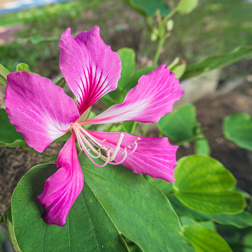 Bauhinia purpurea - Orchid tree (Flowering)