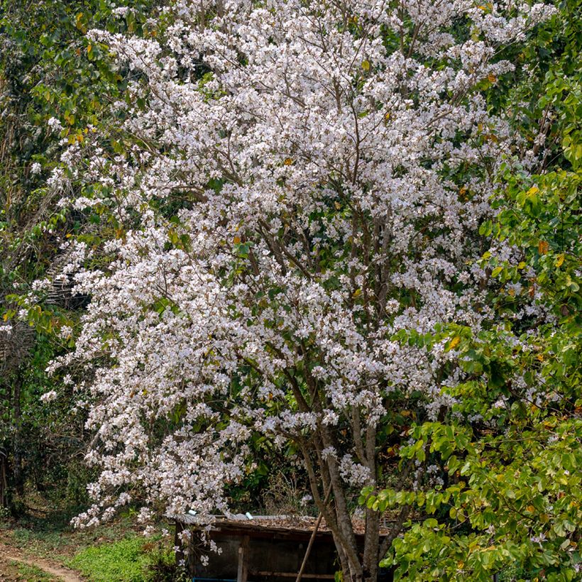 Bauhinia variegata - Orchid tree (Plant habit)
