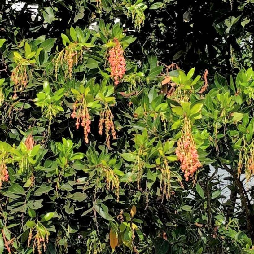 Arbutus Marina (Foliage)