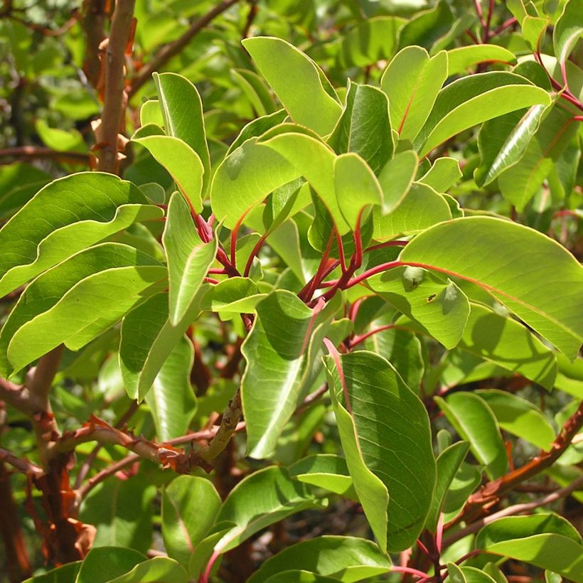 Arbutus andrachne (Foliage)