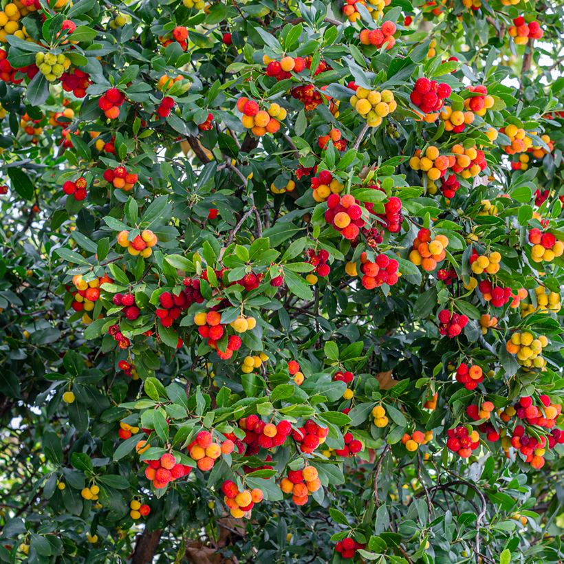 Arbutus unedo - Strawberry tree (Harvest)