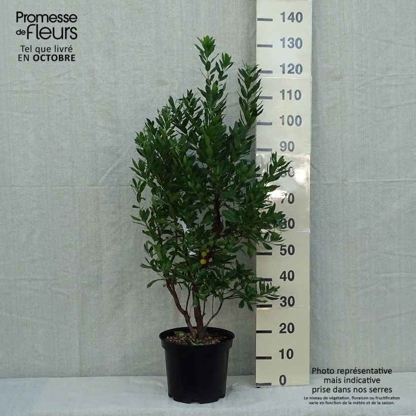 Arbutus unedo Compacta en pot de 10L sample as delivered in autumn