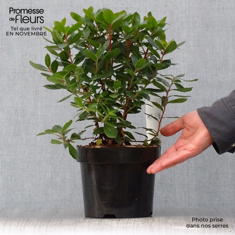 Arbutus unedo Compacta en pot de 3L sample as delivered in autumn