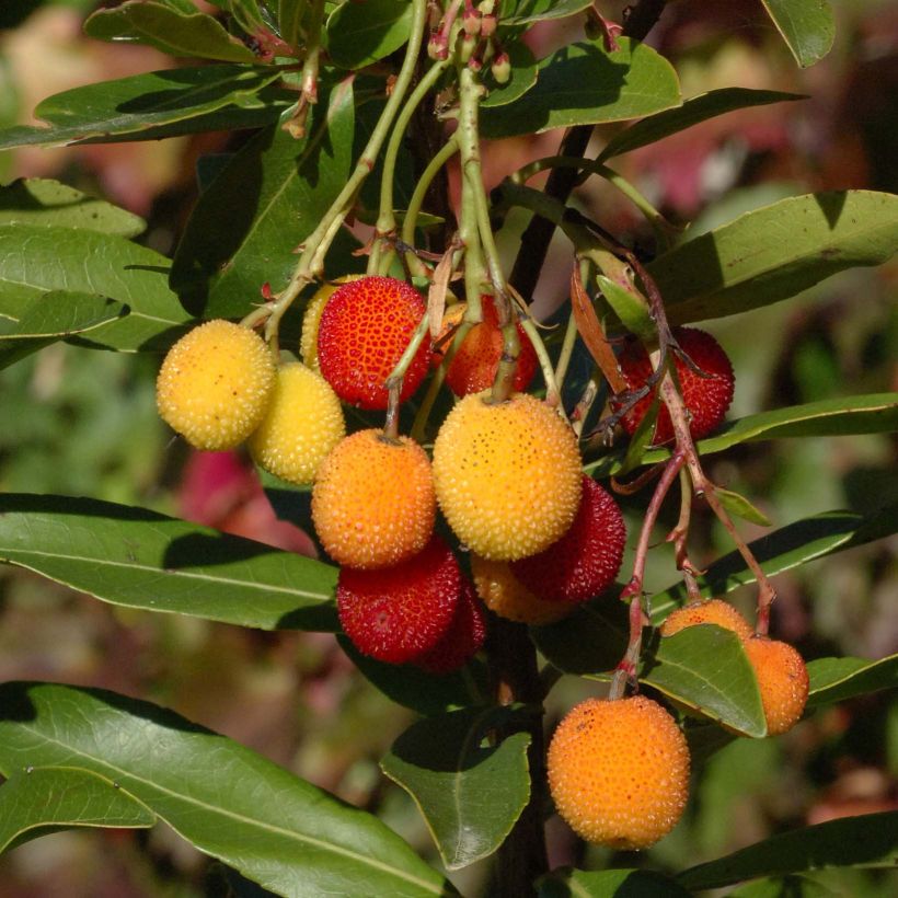 Arbutus unedo Roselily - Strawberry Tree (Harvest)