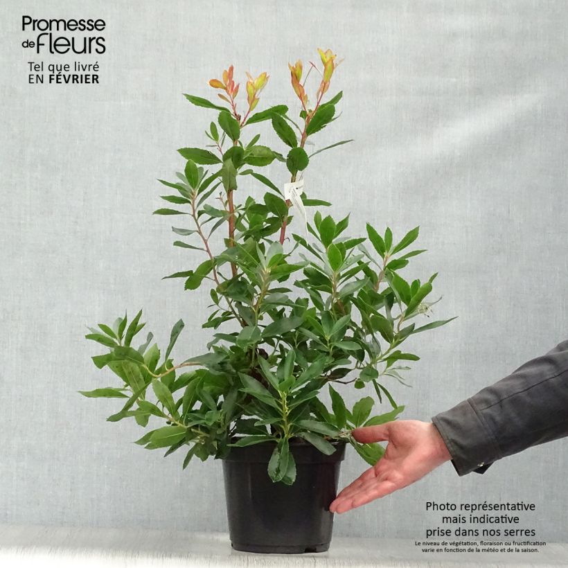 Arbutus unedo Roselily - Arbousier Pot de 3L/4L sample as delivered in winter