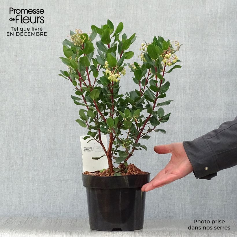 Arbutus unedo Rubra - Arbousier en pot de 3/4L sample as delivered in winter