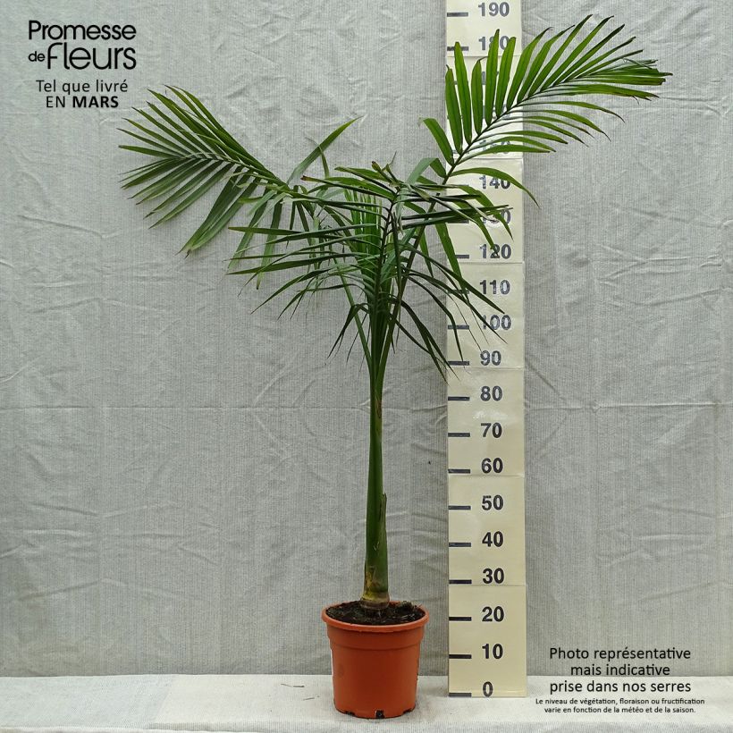 Archontophoenix alexandrae - Palmier royal d'Alexandra Pot de 7,5L/10L sample as delivered in spring