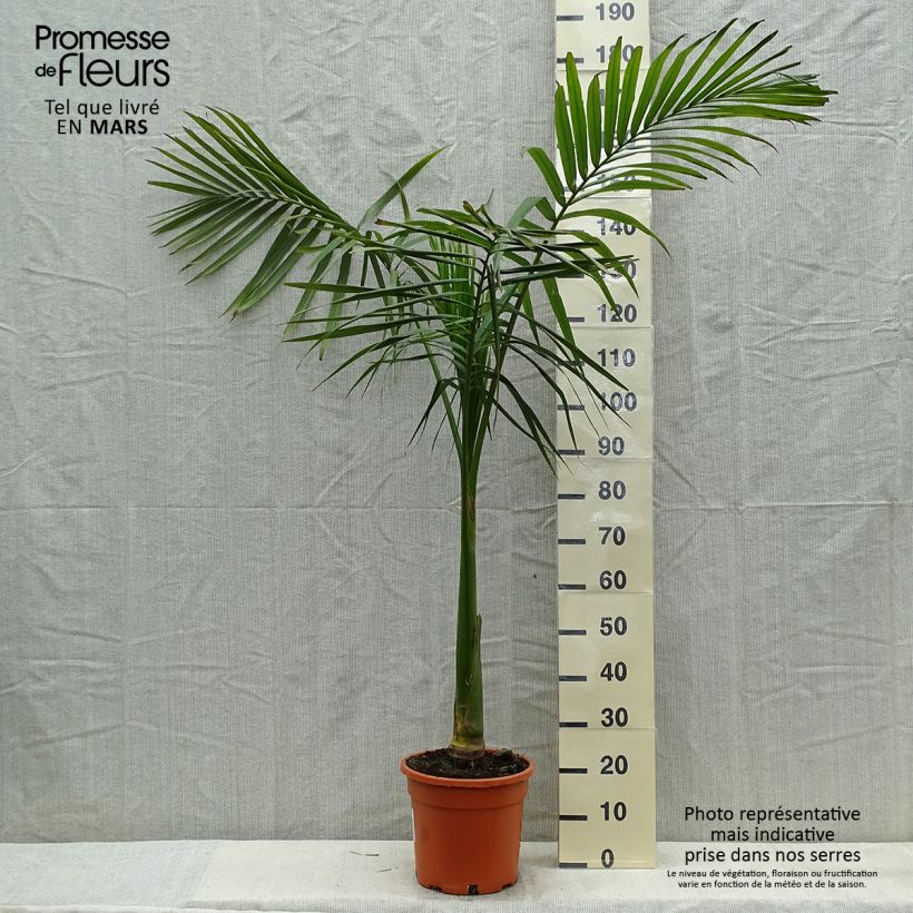 Archontophoenix alexandrae - Alexandra Palm sample as delivered in spring
