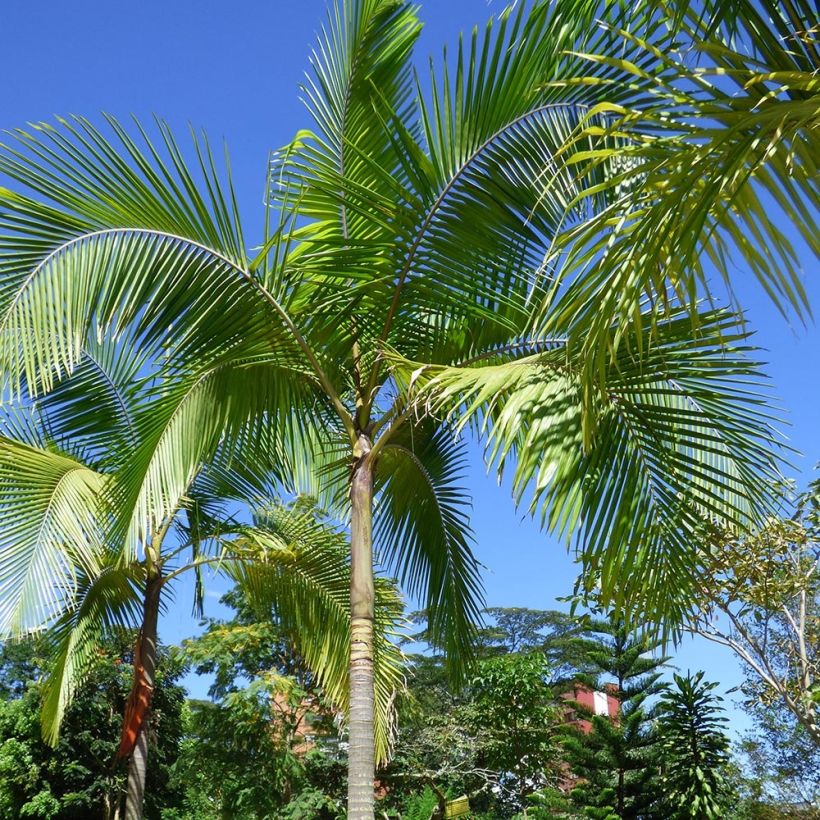 Archontophoenix cunninghamiana - Piccabeen Palm (Plant habit)