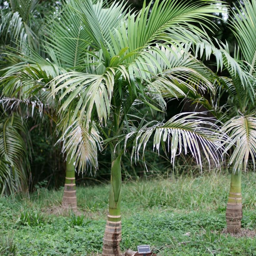 Archontophoenix maxima - Walsh River Palm (Plant habit)