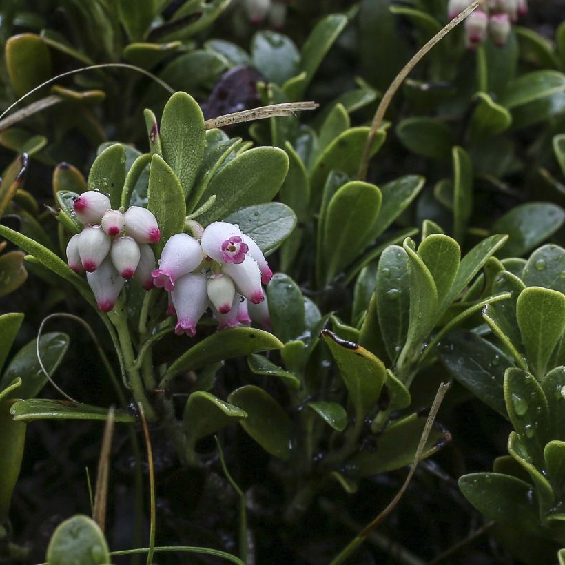 Arctostaphylos uva-ursi - Bearberry (Flowering)