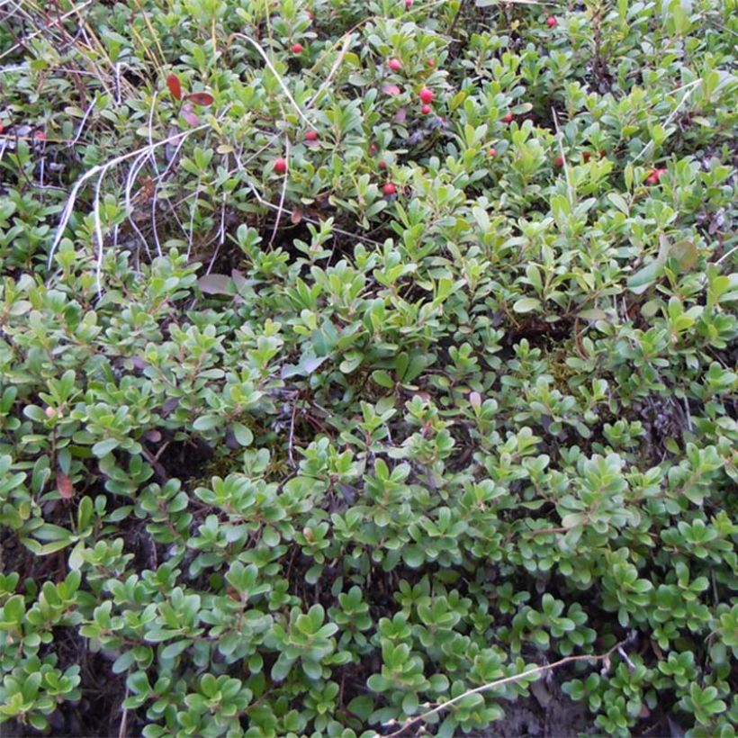 Arctostaphylos uva-ursi - Bearberry (Plant habit)