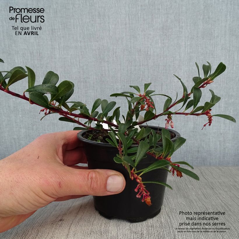 Arctostaphylos uva-ursi - Bearberry sample as delivered in spring