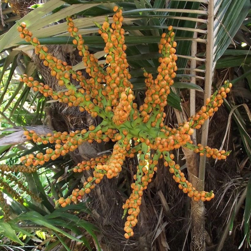 Arenga englerii - Taiwan Sugar Palm (Harvest)