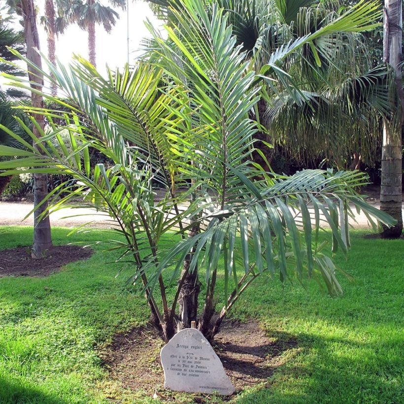 Arenga englerii - Taiwan Sugar Palm (Plant habit)