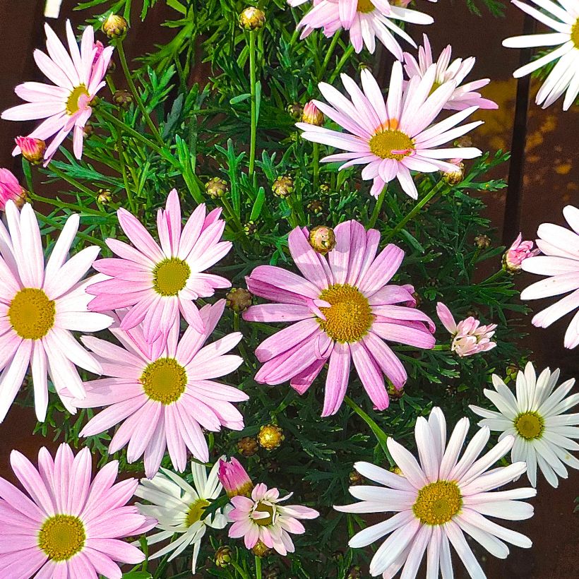 Argyranthemum Gills Pink - Marguerite (Plant habit)