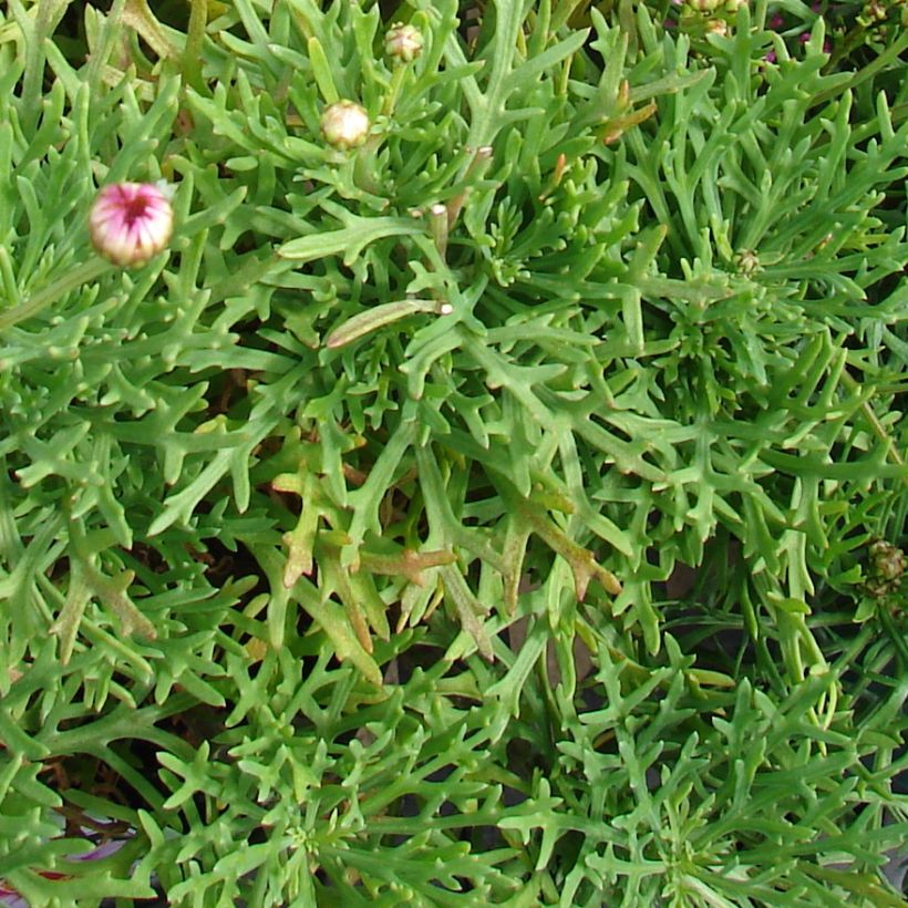 Argyranthemum Petite Pink - Marguerite (Foliage)