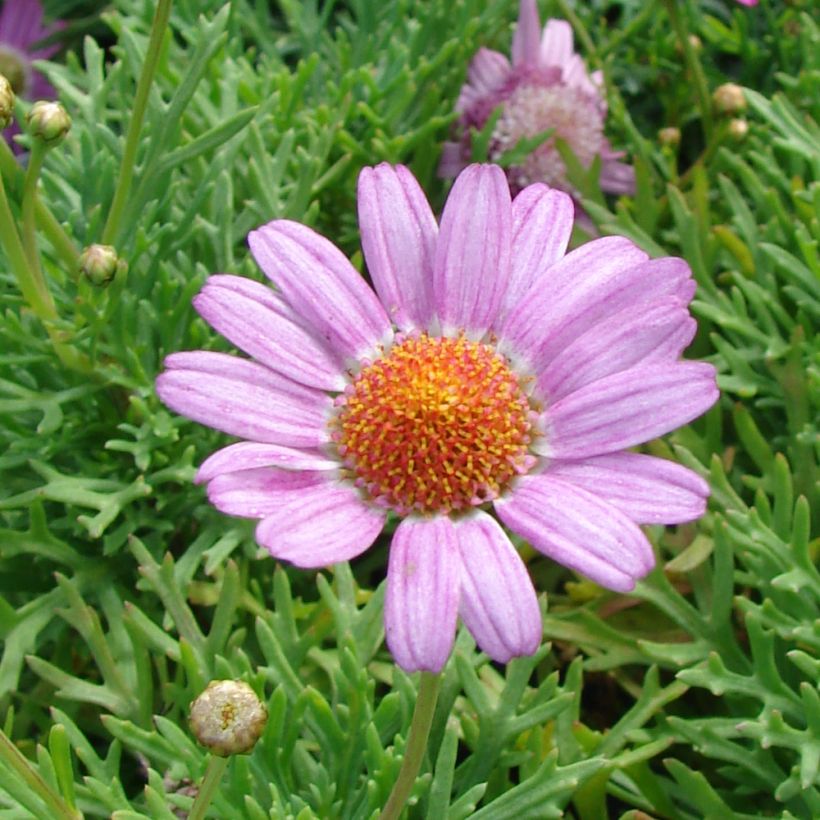 Argyranthemum Petite Pink - Marguerite (Flowering)