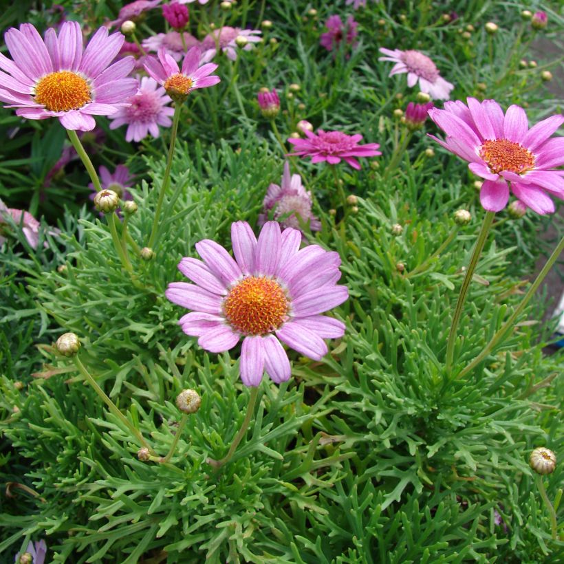 Argyranthemum Petite Pink - Marguerite (Plant habit)