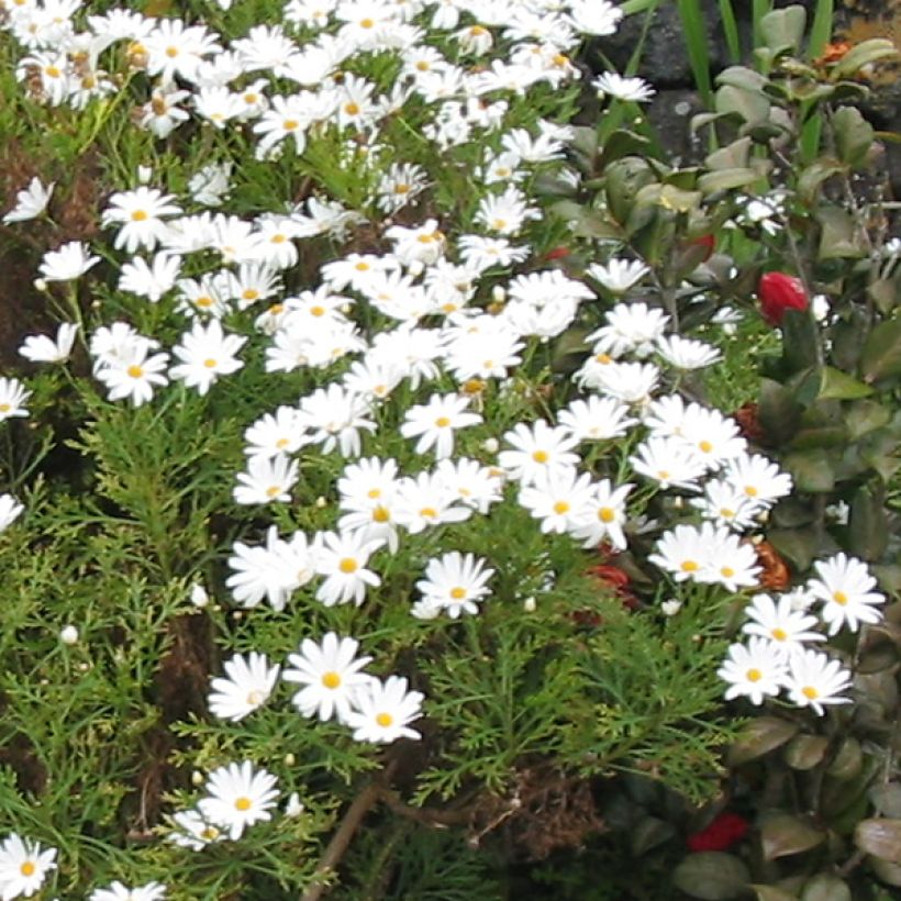 Argyranthemum frutescens Snowflake - Marguerite (Flowering)