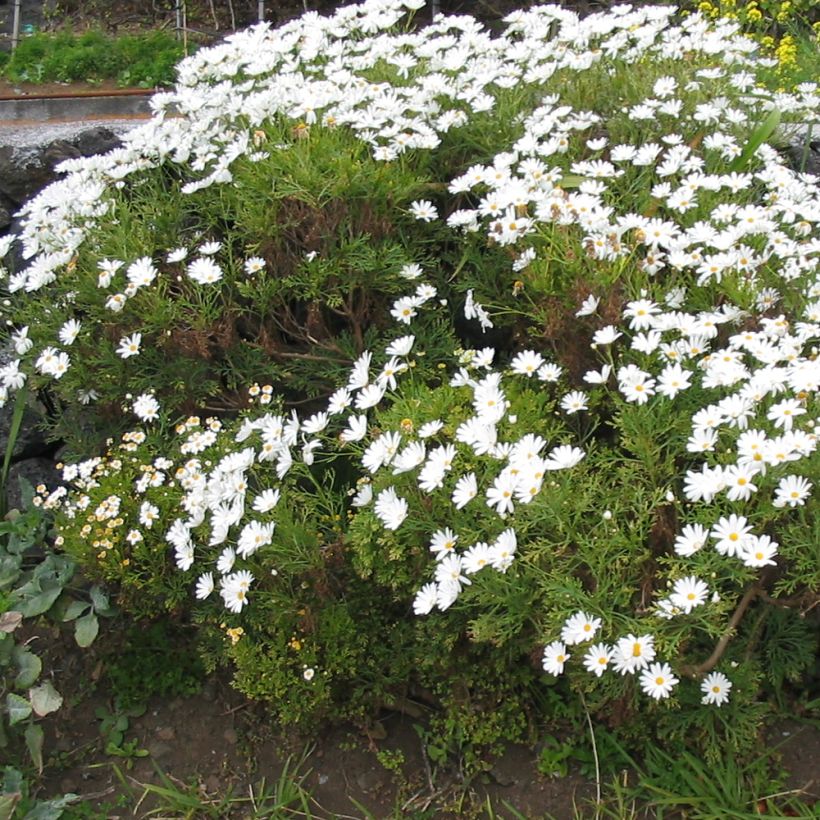 Argyranthemum frutescens Snowflake - Marguerite (Plant habit)