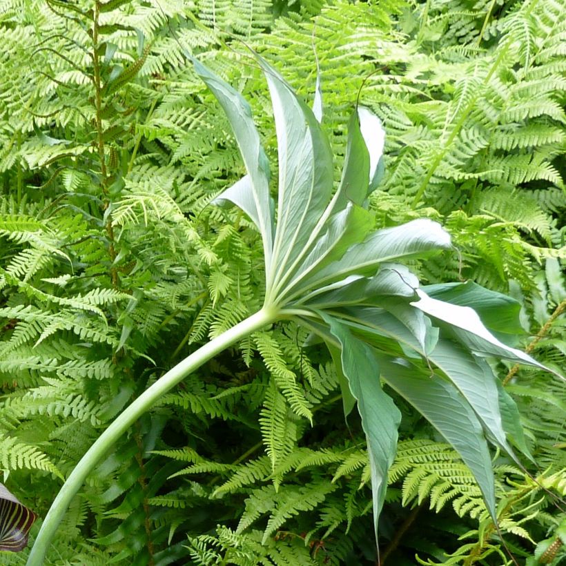 Arisaema consanguineum (Foliage)
