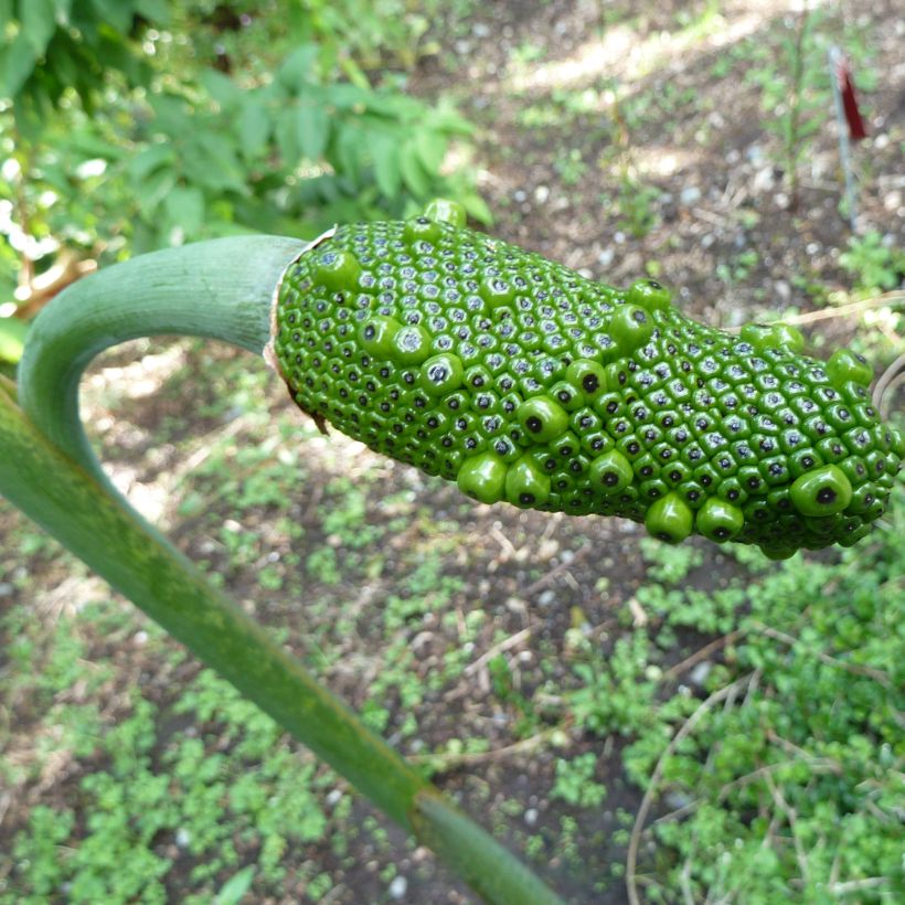 Arisaema consanguineum (Harvest)