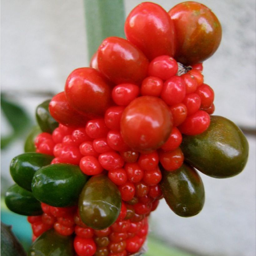 Arisaema dracontium (Harvest)