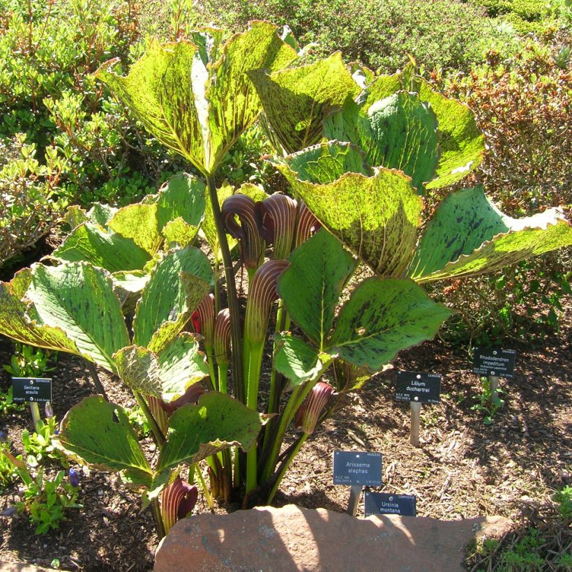 Arisaema elephas (Plant habit)