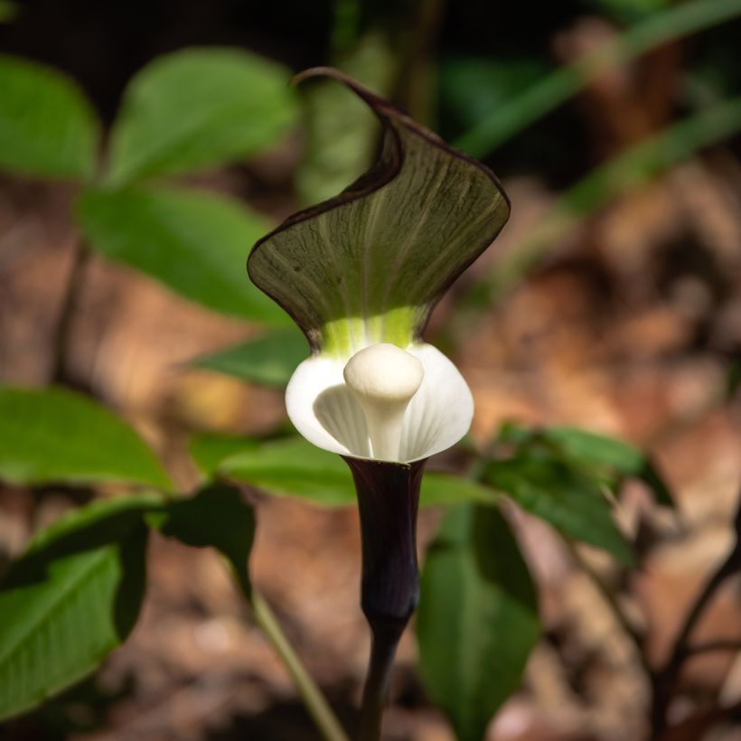 Arisaema sikokianum (Flowering)