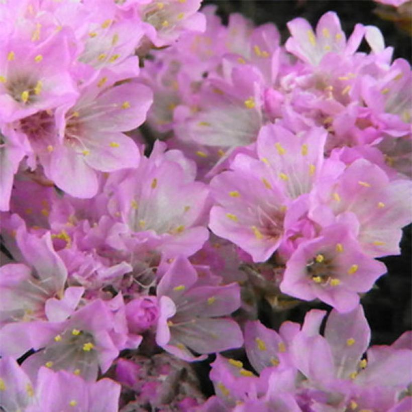 Armeria juniperifolia Bevans Variety - Sea Thrift (Flowering)