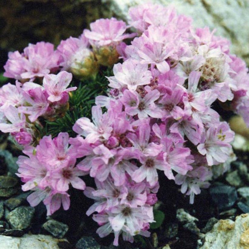 Armeria juniperifolia Bevans Variety - Sea Thrift (Plant habit)