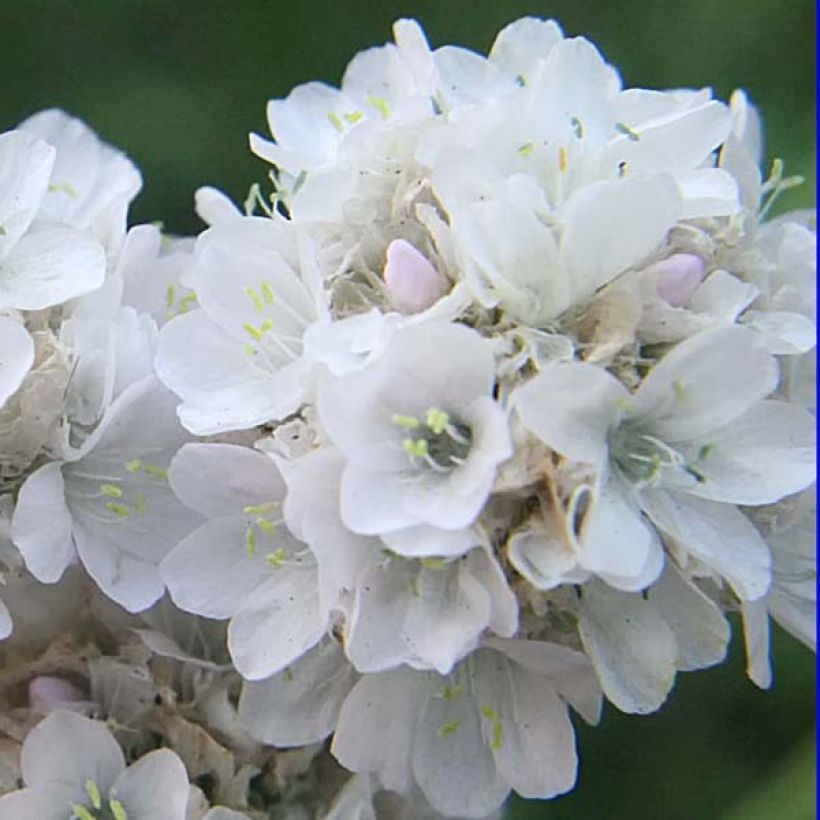 Armeria maritima Alba - Sea Thrift (Flowering)