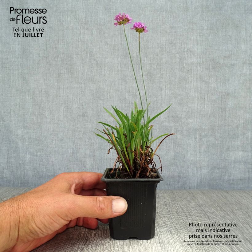 Armeria pseudarmeria Ballerina Lilac - Sea Thrift 8/9 cm pot sample as delivered in summer
