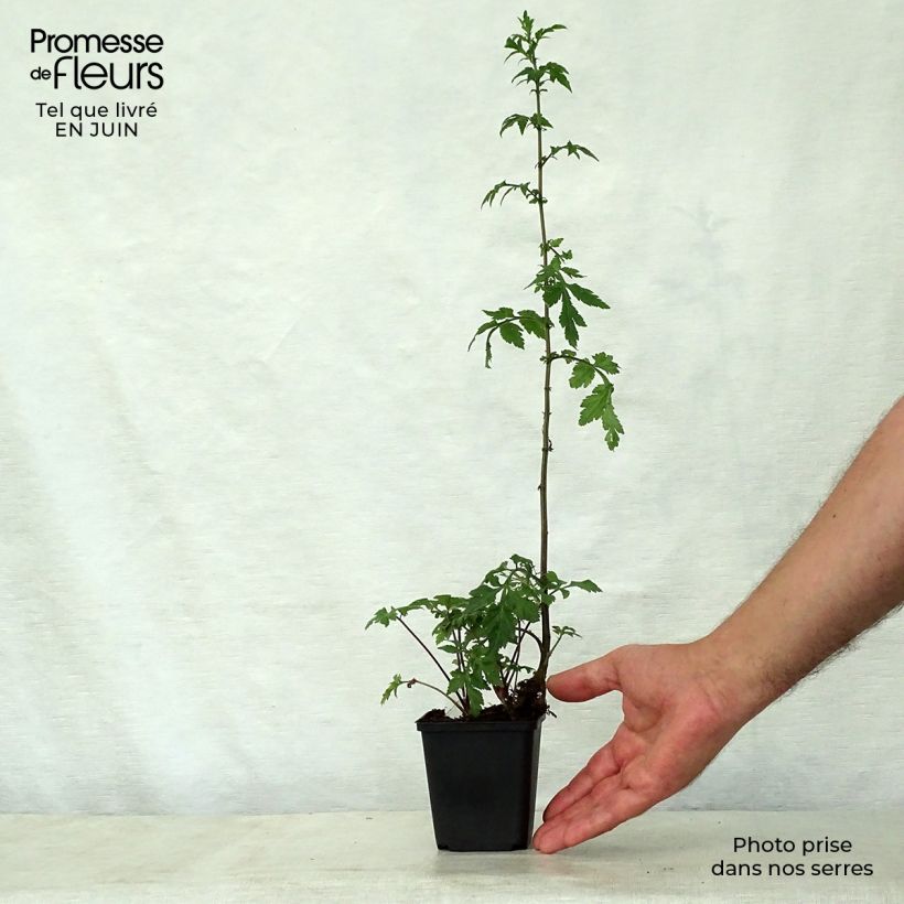 Artemisia lactiflora Guizhou 8/9 cm pot sample as delivered in summer