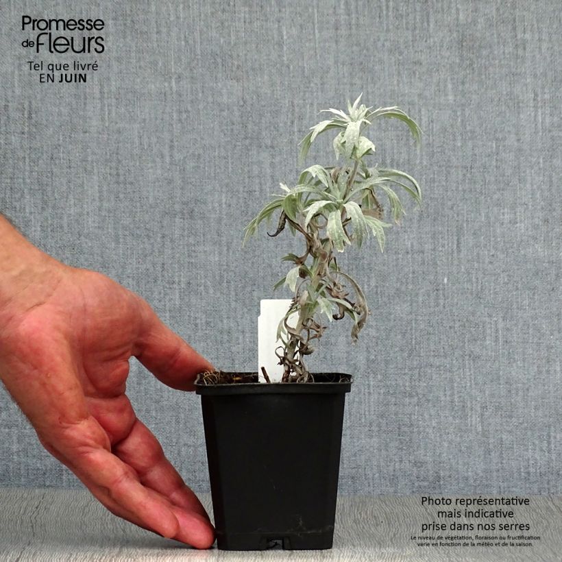 Artemisia ludoviciana Valerie Finnis 8/9 cm pot sample as delivered in summer