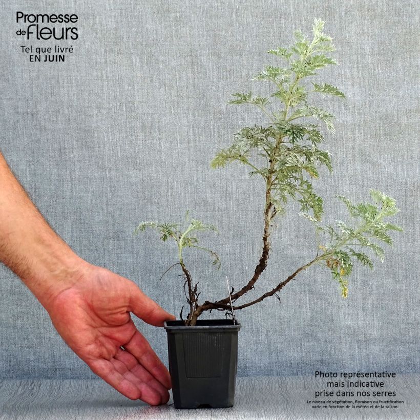 Artemisia arborescens Powis Castle 8/9 cm pot sample as delivered in summer